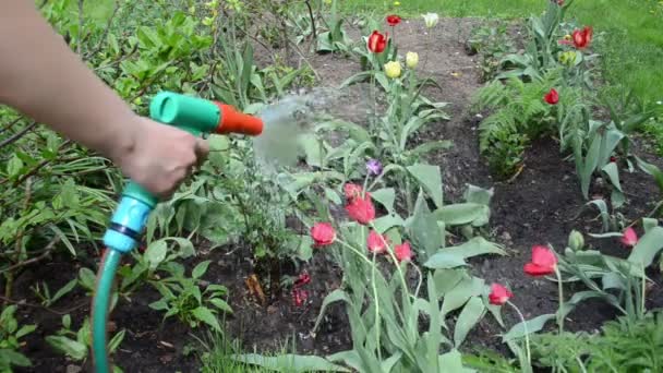 ogrodnik spray narzędzie - Materiał filmowy, wideo