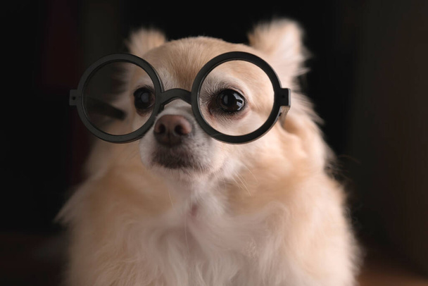 cute brownlong hair chihuahua dog wear glasses smart and genius ideas concept - Foto, Bild