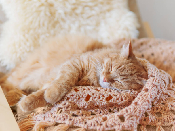 Cute ginger cat sleeping on pile of clothes. Fluffy pet mimics the color of textile. - Φωτογραφία, εικόνα