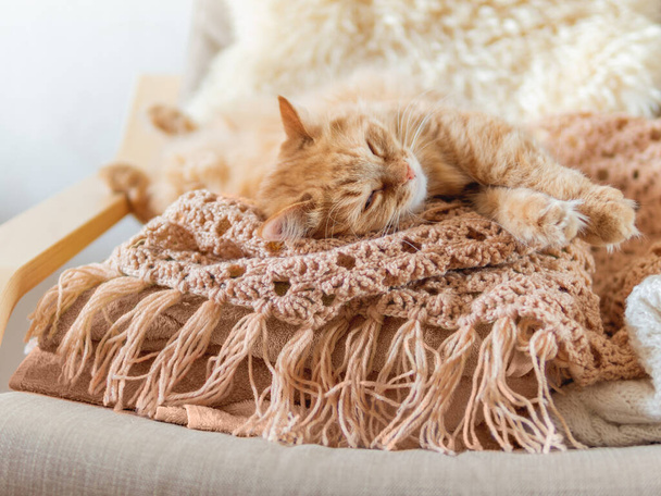 Cute ginger cat sleeping on pile of clothes. Fluffy pet mimics the color of textile. - Fotografie, Obrázek