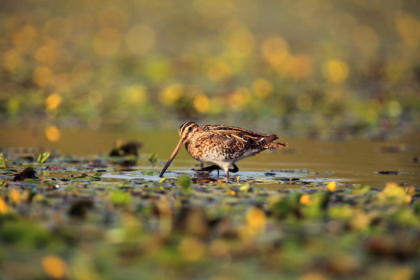 The common snipe (Gallinago gallinago) walking blossom lagoon. Water bird in the shallow pond. - Photo, Image