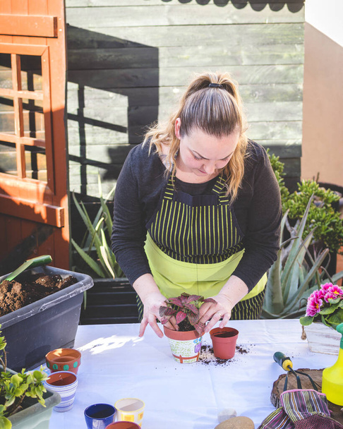 Domácí zahradnická koncepce. Žena praktikující zahradničení doma sázet květiny. - Fotografie, Obrázek