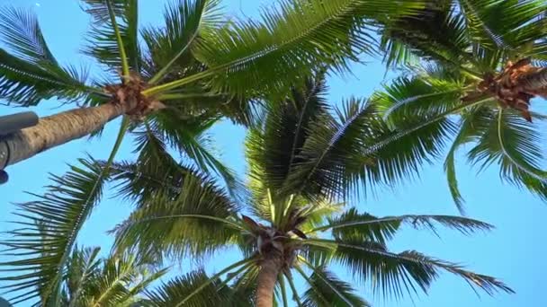 imagens cênicas de palmeiras em frente ao céu na praia
 - Filmagem, Vídeo