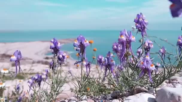 Pobřeží Mrtvého moře pokryté fialovými květy. - Záběry, video