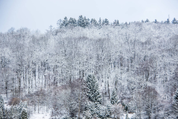 bílá zasněžená zimní krajina s lesem - Fotografie, Obrázek