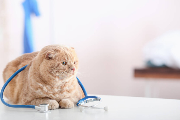 Roztomilá kočka se stetoskopem na veterinární klinice - Fotografie, Obrázek