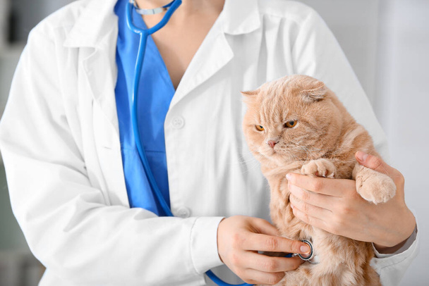 Veterinario examinando lindo gato en clínica
 - Foto, Imagen