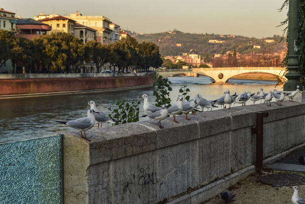 Γλάροι που κάθονται στον τσιμεντένιο φράχτη του αναχώματος του ποταμού Adige στη Βερόνα. - Φωτογραφία, εικόνα