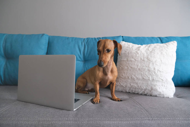 Dachshund βρίσκεται στον καναπέ με μαξιλάρια, σημειωματάριο. Άνετο και άνετη ατμόσφαιρα. Υγιές και χαρούμενο σκυλί. - Φωτογραφία, εικόνα