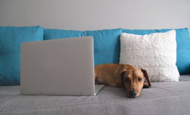 Dachshund lying on the sofa with pillows, notebook. Cozy and comfort atmosphere. Healthy and happy dog. - 写真・画像