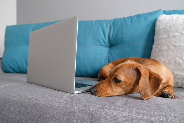 Dachshund lying on the sofa with pillows, notebook. Cozy and comfort atmosphere. Healthy and happy dog. - Fotoğraf, Görsel