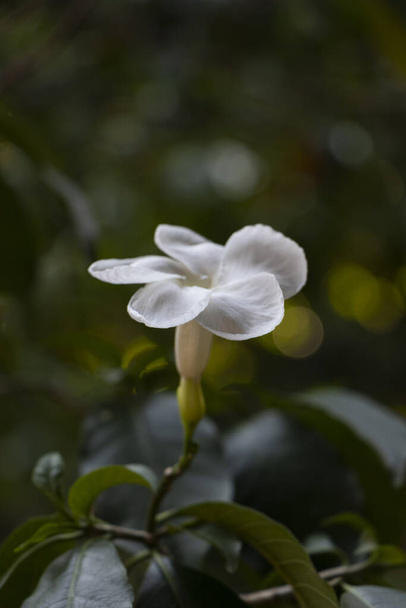 Flor blanca en fondo de naturaleza oscuro y desenfocado - 写真・画像