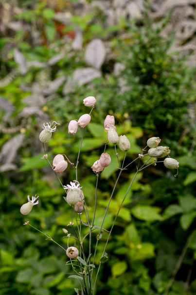 Bladder campion plant known as Silene vulgaris, cowbell, frothy poppy, maiden's-tears, rattlebags. Macro nature. Pointed flower. Closeup. - Photo, Image