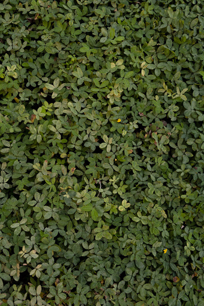 Hierba verde con pequeñas hojas de diferentes tonos. La naturaleza retrocede al despojo del edificio - Foto, Imagen