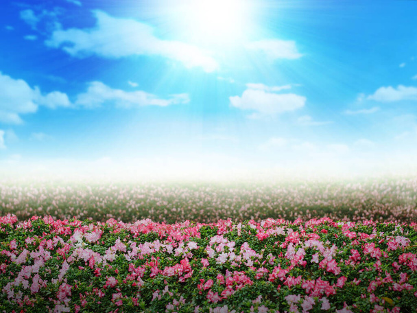 Scenic táj friss és természet virágos rétek ellen felhős kék ég - Fotó, kép