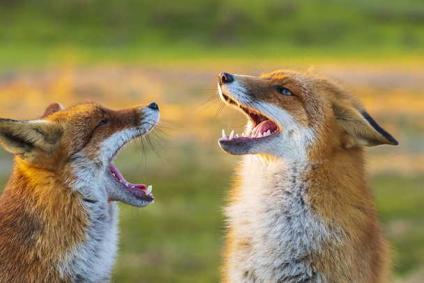 Крупный план двух диких рыжих лис, стервятников, дерущихся. - Фото, изображение