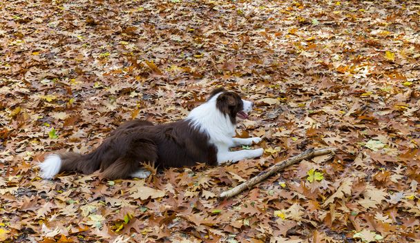 Hund im Herbst - Foto, Bild