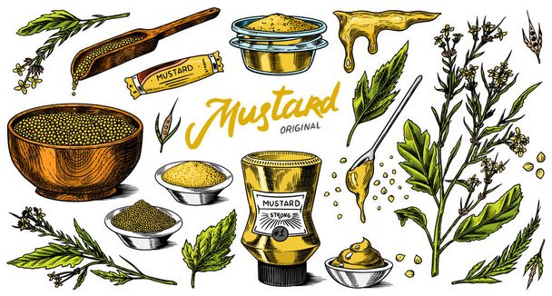 Mustard seeds set. Spicy condiment, seasoning bottle, packaging and leaves, wooden spoons, plant, sauce in gravy boat, whole and ground grains. Vintage background poster. Engraved hand drawn sketch - Vector, Image