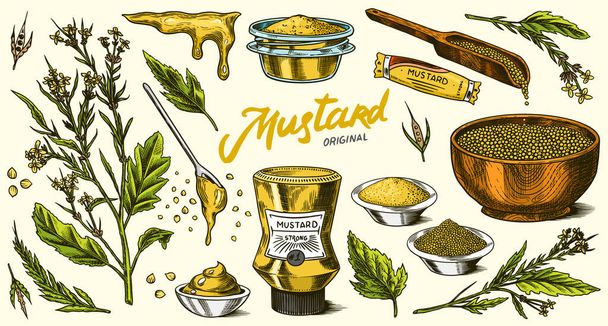 Mustard seeds set. Spicy condiment, seasoning bottle, packaging and leaves, wooden spoons, plant, sauce in gravy boat, whole and ground grains. Vintage background poster. Engraved hand drawn sketch - Vector, Image