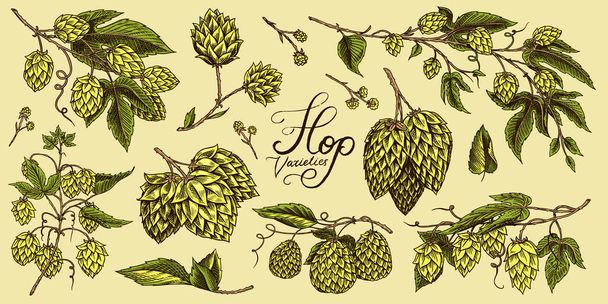 Hops and Barley. Malt Beer. Engraved vintage set. Hand drawn collection. Sketch for web or pub menu. Design elements isolated on white background. - Vetor, Imagem
