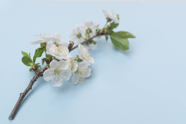 Beautiful plum blossom brunches on light blue background. - Photo, Image