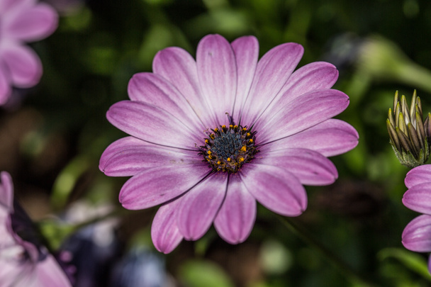 barevné astry v květinové zahradě - Fotografie, Obrázek