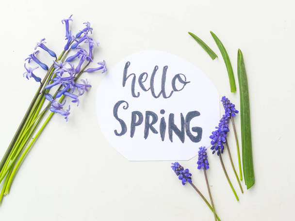Ramo de jacintos azules florecientes y signo "hola primavera" sobre fondo blanco
. - Foto, imagen