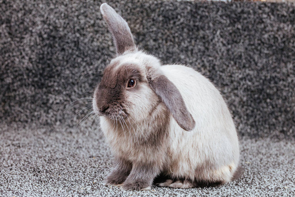Lop Rabbit on Isolated Background - Photo, Image