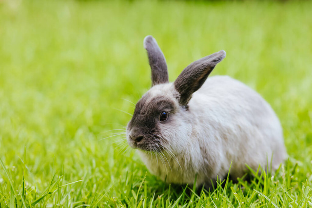 A Lop Rabbit Outside in Long Grass - Foto, Imagem