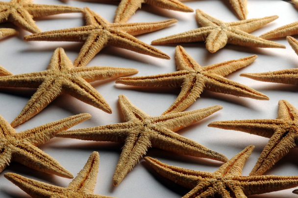 Textura de estrela-do-mar no fundo branco
 - Foto, Imagem