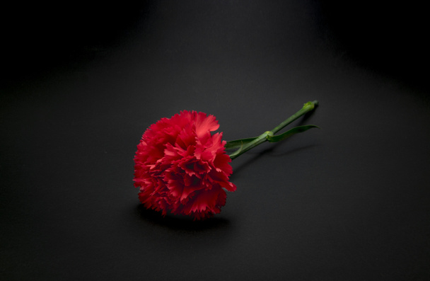 Beautiful, fresh carnation flower on black background - Φωτογραφία, εικόνα