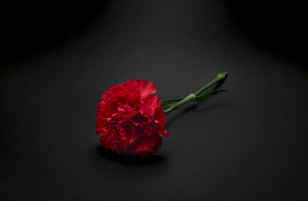 Beautiful, fresh carnation flower on black background - Valokuva, kuva
