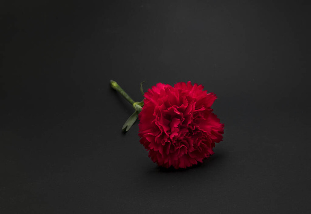 Beautiful, fresh carnation flower on black background - Photo, Image