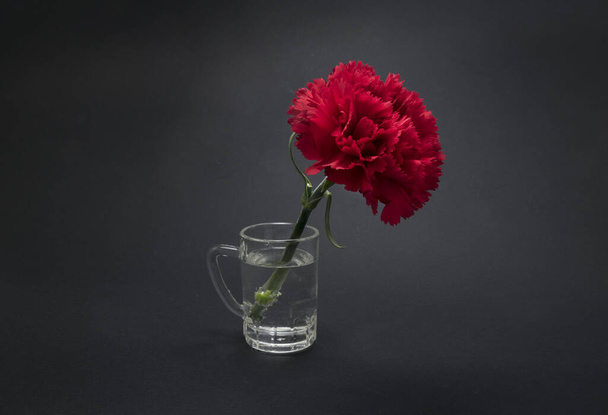Piękny, świeży kwiat goździka na czarnym tle - Zdjęcie, obraz
