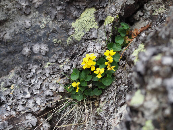 Lähikuva laukaus kiviä täysin peitetty sammalta ja keltaisia kukkia. Wild ensimmäinen kevät aika kukkia
 - Valokuva, kuva