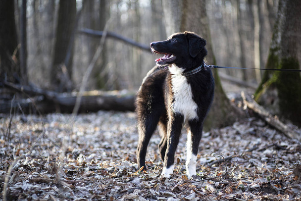 funny black dog lying walking in forest - Zdjęcie, obraz
