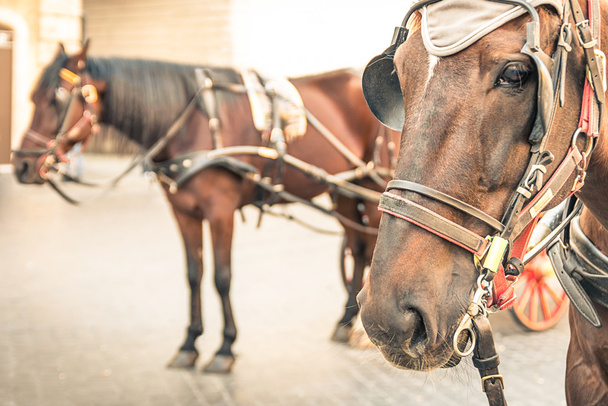 Cavalli imbrigliati nel contesto urbano
 - Foto, immagini