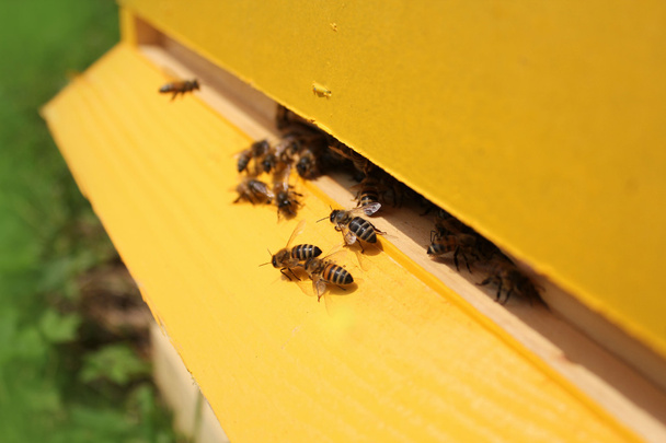Bees flying around their beehive - Photo, Image