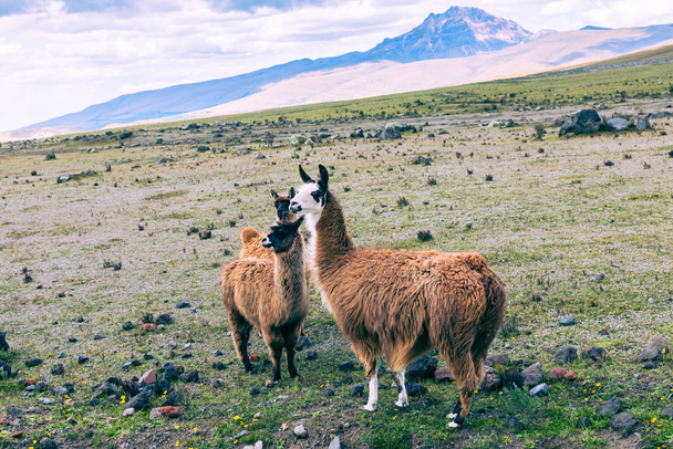 Llamas (Alpaca) en Cordillera de los Andes, Ecuador, Sudamérica
. - Foto, Imagen