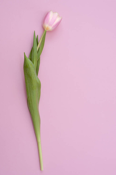 One pink tulip on pink background. Copy space. - Foto, Imagem