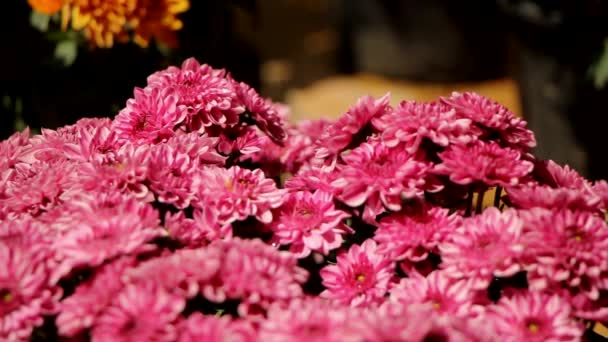 Egy közeli felvétel egy csokor krizantém virágról - Felvétel, videó