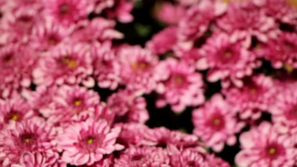 Detailní záběry z kytek chryzantémy - Záběry, video