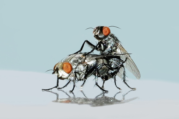 mosca aislada sobre el fondo blanco
 - Foto, Imagen