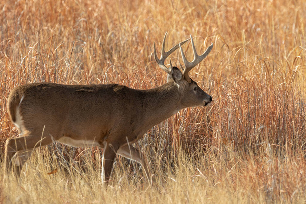 a whitetail deer buck during the rut in Colorado in autumn - Photo, Image