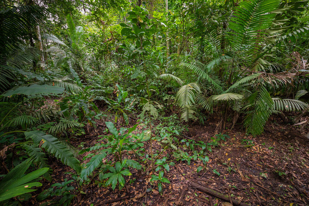 Amazonista. Trooppinen sademetsä. Viidakkomaisema. Amazon Yasunin kansallispuisto, Ecuador. Etelä-Amerikka
. - Valokuva, kuva