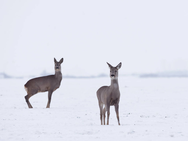 Groupe de cerfs sauvages délicats dans le paysage hivernal, sur le terrain en dehors de la forêt. Concentration sélective
 - Photo, image