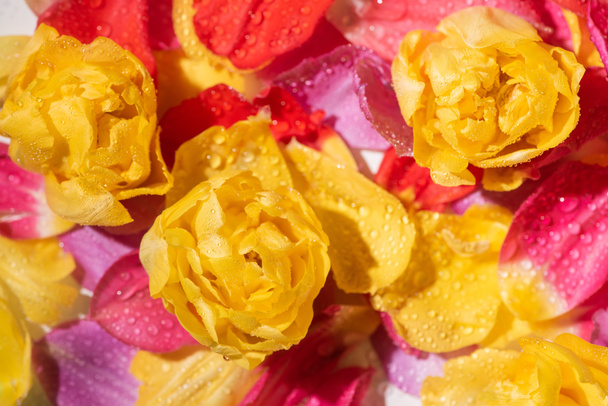 selective focus of bright tulip petals with water drops - Foto, imagen