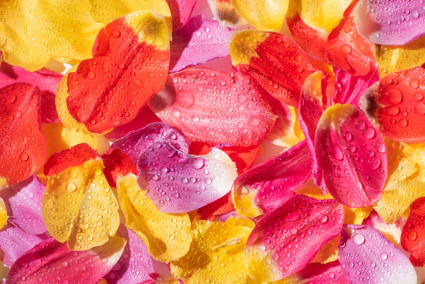 水滴のある明るいチューリップの花びらのトップビュー - 写真・画像