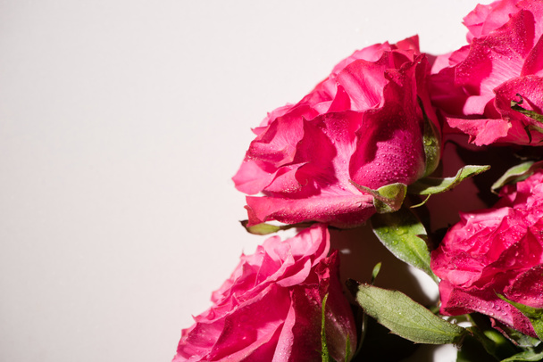 vista de cerca de rosas rosadas con gotas de agua aisladas en blanco
 - Foto, imagen