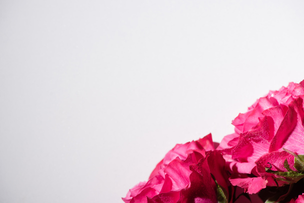zblízka pohled na růžové růže s kapkami vody izolované na bílé - Fotografie, Obrázek